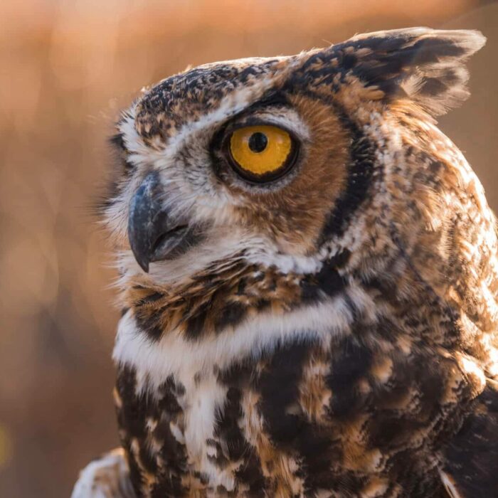 Great horned owl