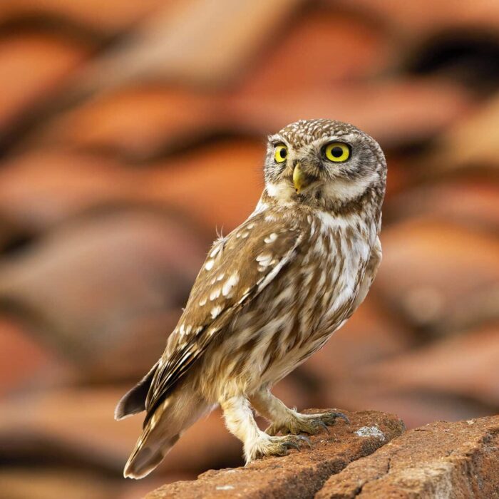 Attentive little owl sitting on a brick in farmland with red roof in background