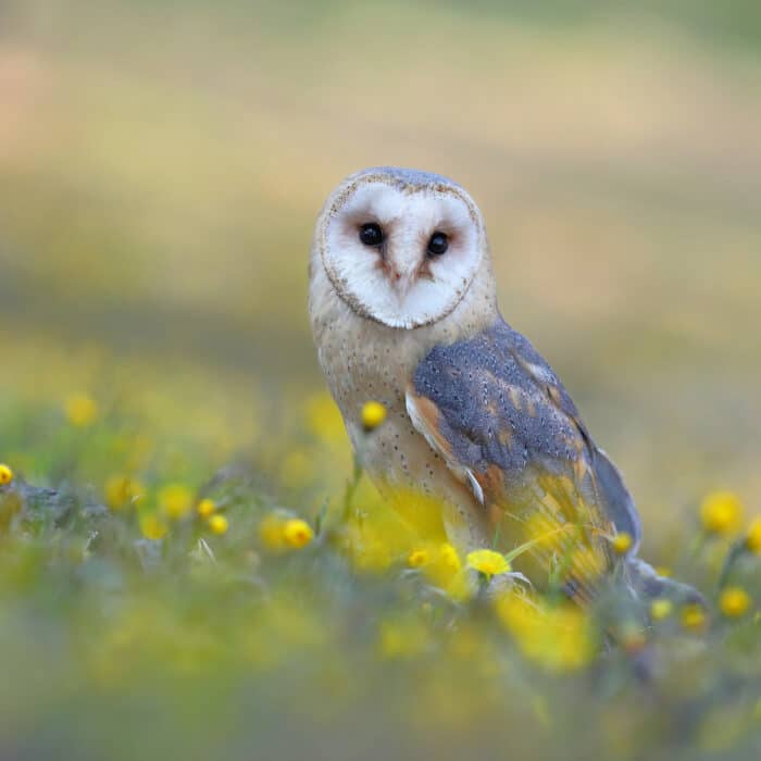 Barn owl, tyto alba, sitting on the ground between yellow wild flowers in summer. Wise looking wild bird with bright and golden feathers looking towards camera in nature with copy space.