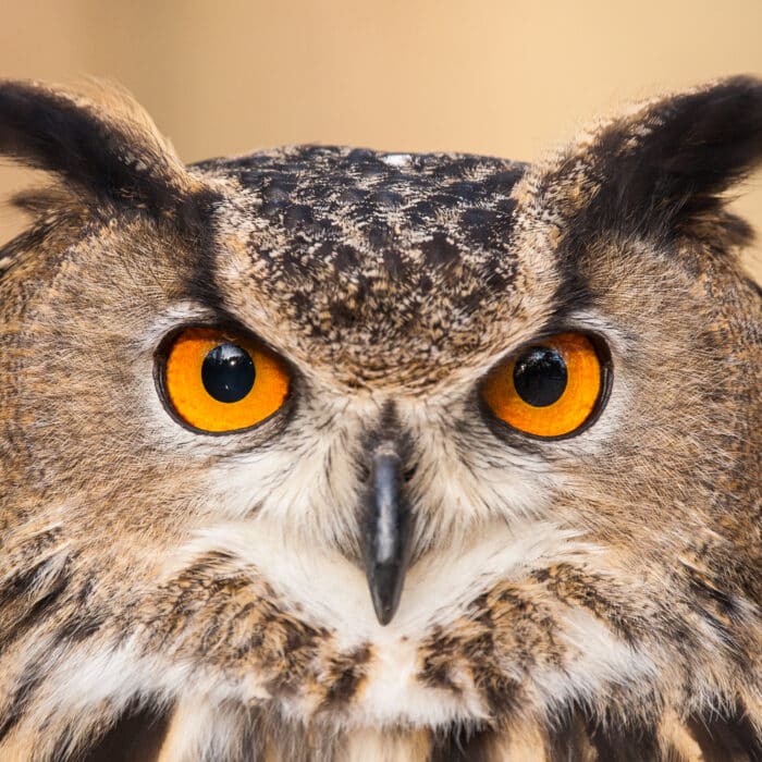 Eurasian Eagle Owl