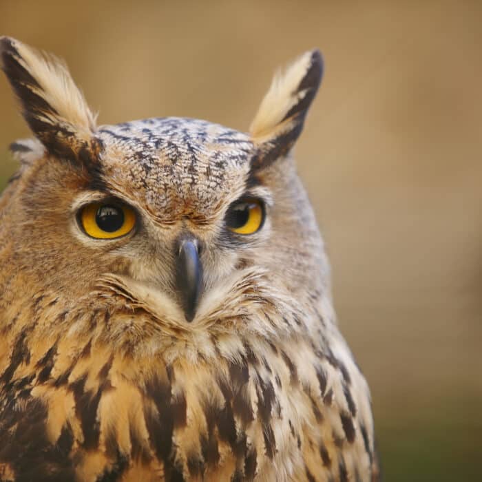 Owl with yellow eyes and warm background in Spain. Horizontal