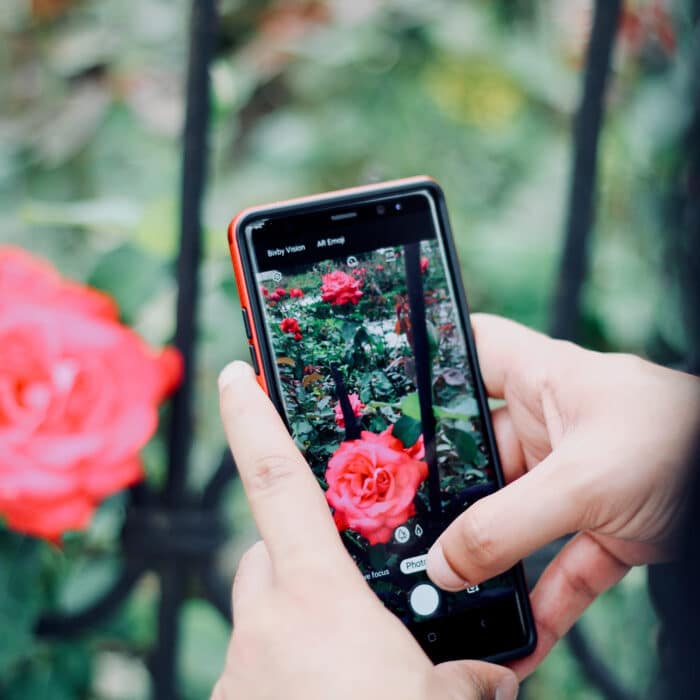 Taking a photo of a flower