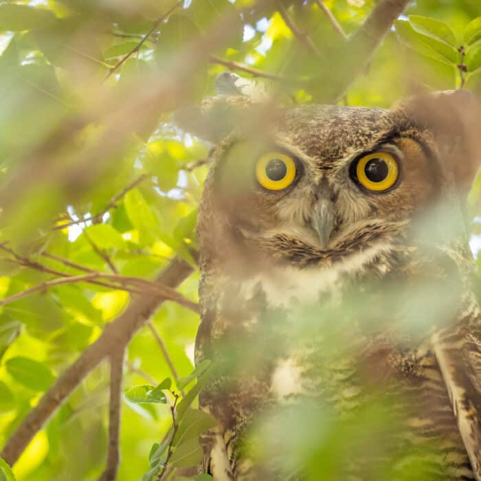 The Yellow Eyed Great Horned Owl Resting In The Tree